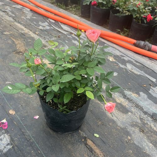 仙度瑞拉粉色灰姑娘阳台玫瑰花盆栽带花苞开花微月季花苗四季庭院