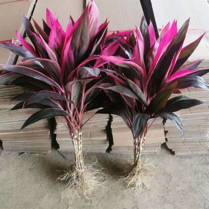 带根紫色鸿运当头富贵竹绿色金边竹绿植盆栽室内花水养
