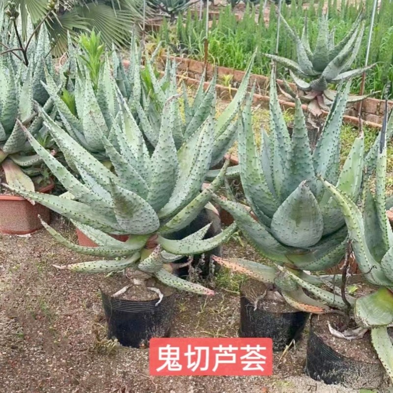 仙人掌耐热山地芦荟鬼切盆栽庭院花园别墅民宿阳台沙生花境大植物