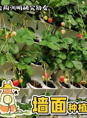 壁挂花盆植物墙种菜种花墙面立体种阳台草莓水陆雨林缸造景汪淑芬