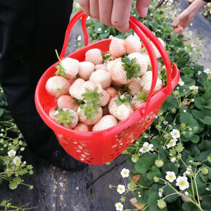 草莓采摘篮子鸡蛋水果塑料手提蓝莓樱桃桑葚杨梅无花果包装篮包邮