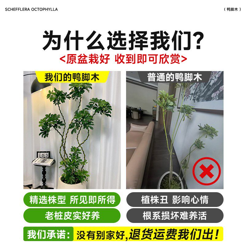 鸭脚木客厅大盆栽八方来财真造型绿植鸭掌木鹅掌柴室内落地式植物