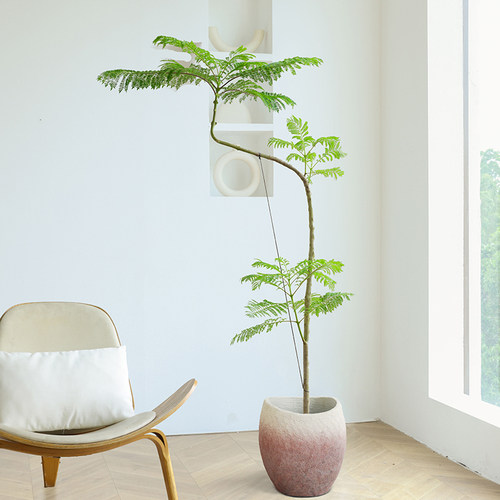 中古意境蓝花楹盆栽室内大型绿植客厅电视柜落地造型植物一物一拍