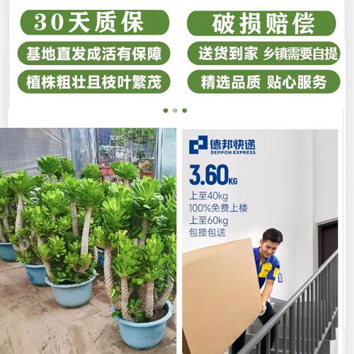 麒麟扇贝多肉植物仙人掌沙漠绿植客厅阳台庭院盆栽耐旱好养活花卉