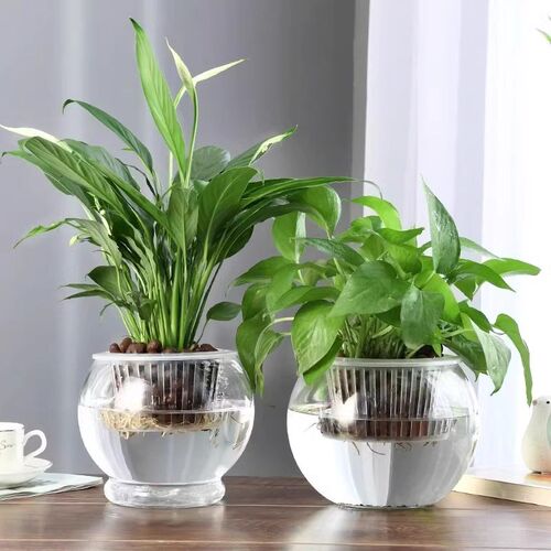 水培器皿玻璃水培花盆花瓶大容器绿萝花盆鱼花共养缸水养摆件花器