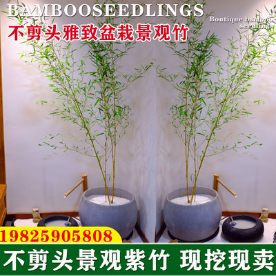 室内盆栽竹子观赏竹子苗庭院四季常青名贵紫竹苗景观竹绿竹金竹苗