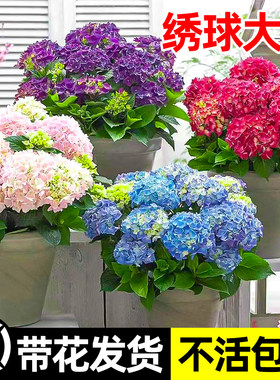 绣球大花盆栽无尽夏花手鞠绣球花苗带花苞阳台室内植物四季花卉秀
