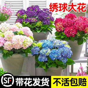 绣球大花盆栽无尽夏花手鞠绣球花苗带花苞阳台室内植物四季花卉秀