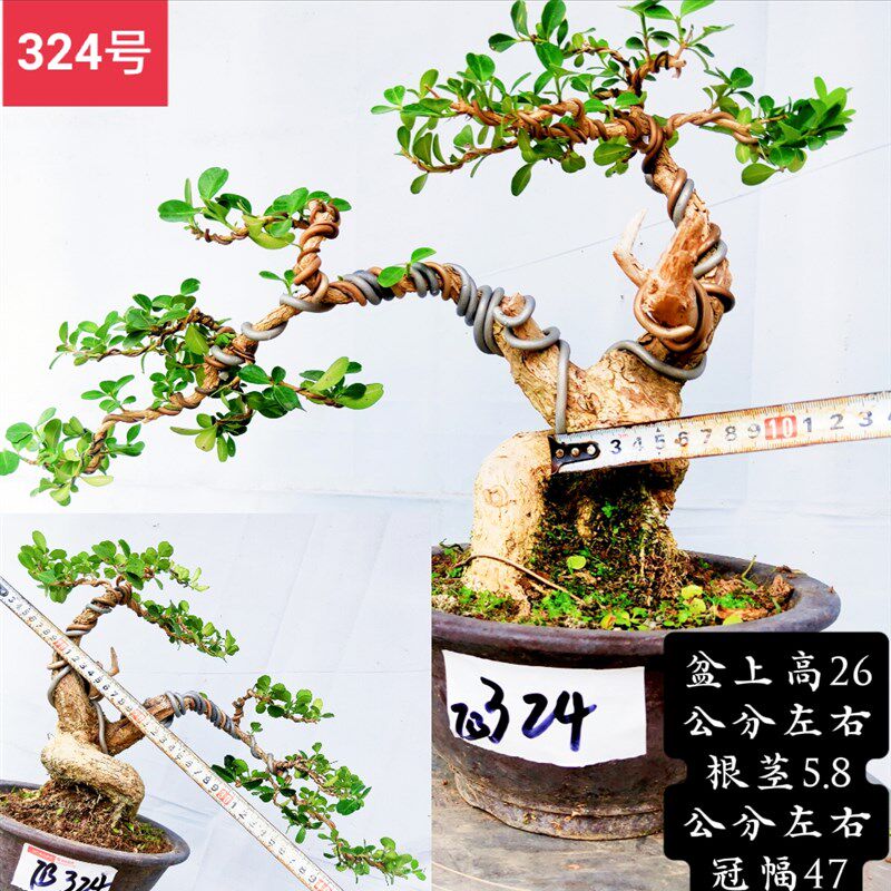 精品瓜子黄杨童子功中型卧杆临水斜杆常青白皮阳台庭院客厅易成活