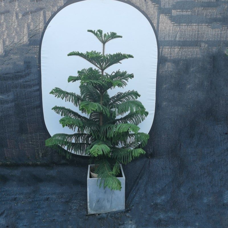 南洋杉盆栽圣诞树苗四季常绿庭院节日树阳台绿植露天花园绿化植物