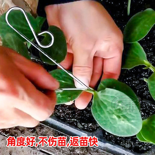 西瓜苗嫁接针黄瓜蔬菜芽接刀缠绕免拆果树薄膜接树工具家接专用膜