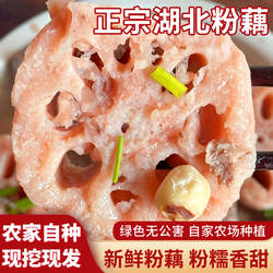 正宗湖北莲藕现挖新鲜粉藕粉糯排骨汤糯米藕现挖粉藕绿色拒绝漂白