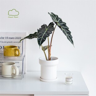 白云植物工作室大仙女观叶盆栽室内绿植花卉桌面摆件网红盆景客厅