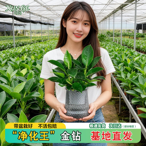 金钻盆栽水培绿植室内净化空气