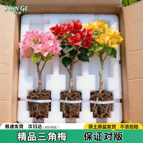 重瓣三角梅盆栽室内四季开花好养