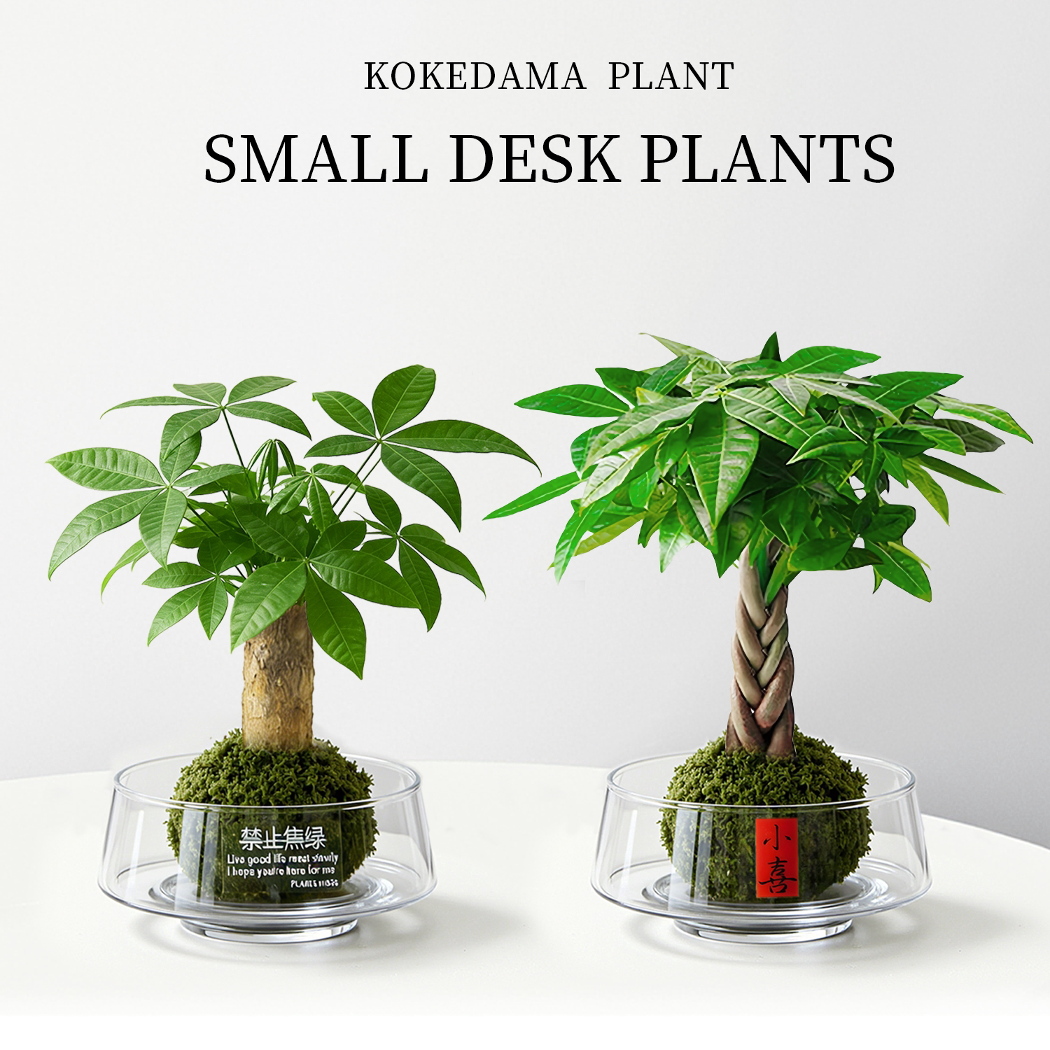 新中式发财树苔藓球水培桌面绿植
