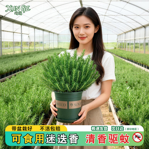 迷迭香盆栽可食用驱蚊室内好养