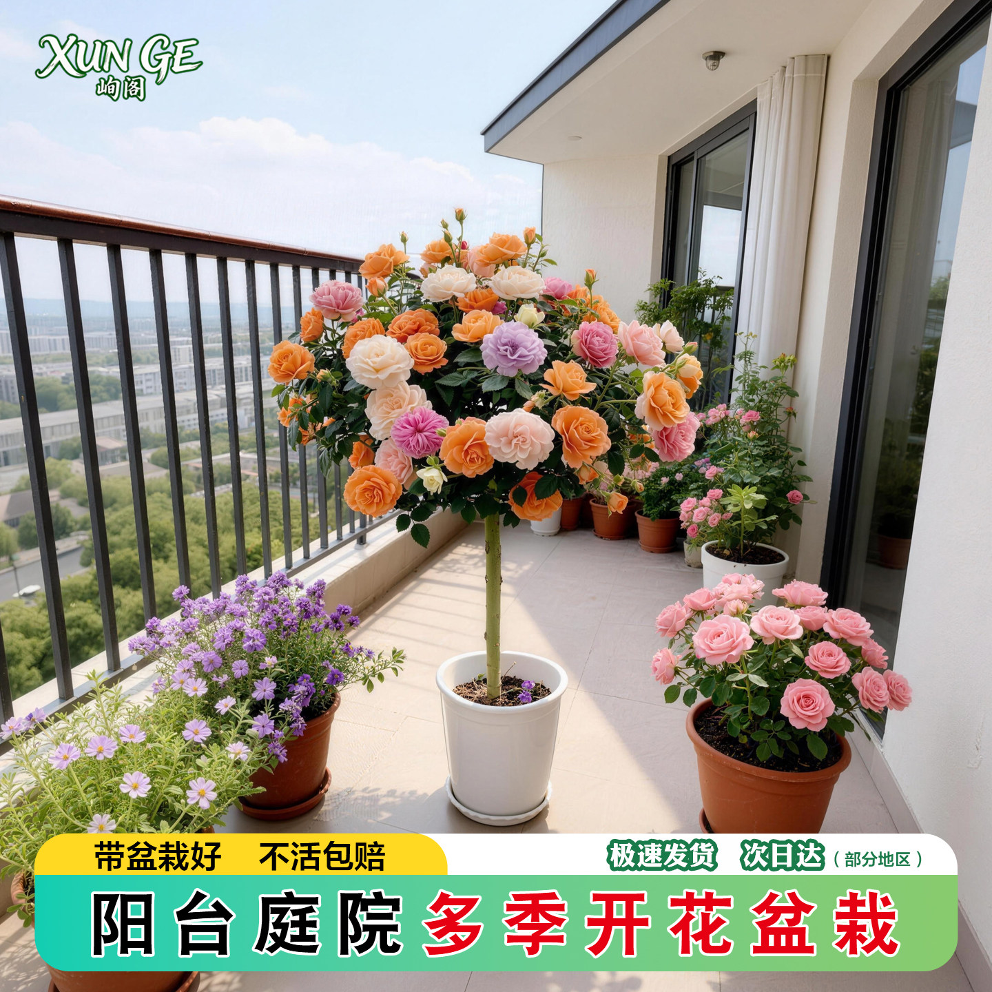 棒棒糖月季四季开花卉植物树桩月季特大花盆栽庭院老桩玫瑰花树苗
