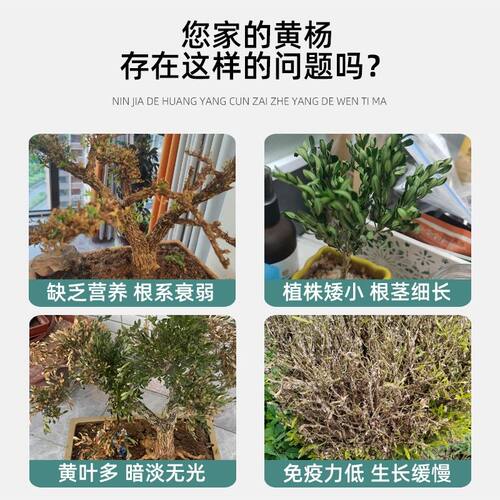 黄杨树小叶雀舌黄杨盆景肥料专用叶面叶子发黄干枯掉叶植物营养液