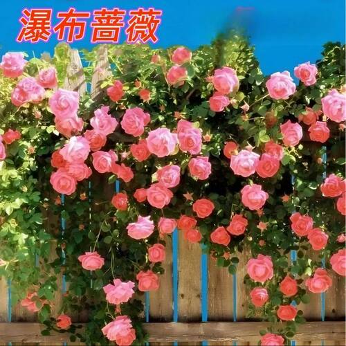 爬藤蔷薇花种子家庭阳台小院四季播种花海打造