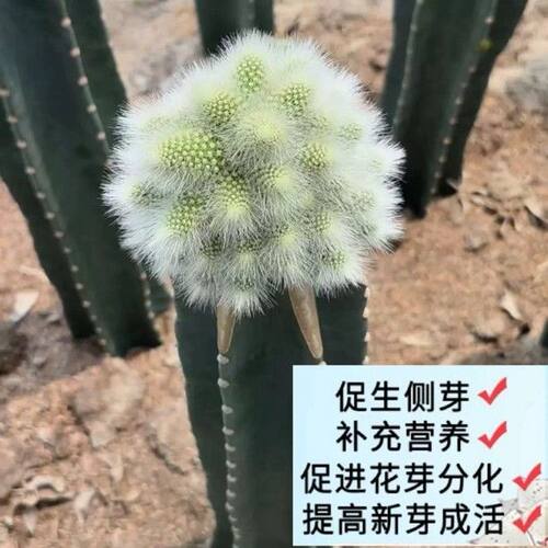 爆芽素 通用型爆芽促芽