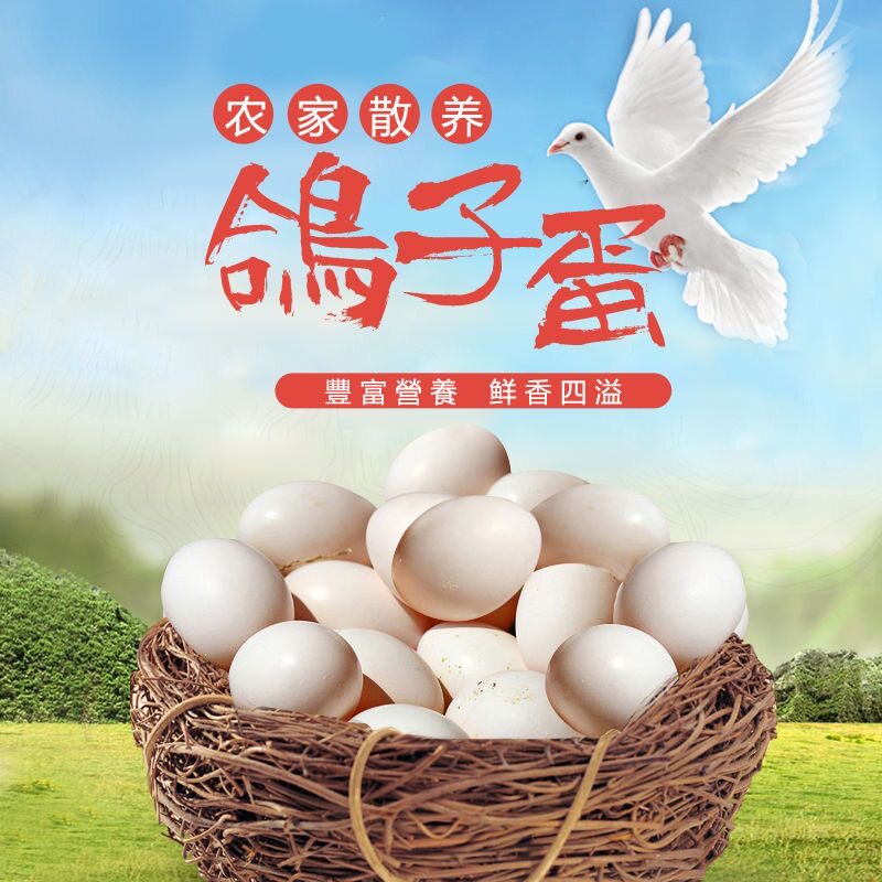 顺丰到家】鸽子蛋新鲜白信鸽初生鸡蛋