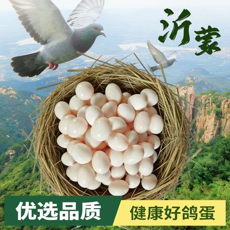沂蒙山新鲜鸽子蛋30枚信鸽蛋纯粮散养鸽蛋孕妇宝宝辅食顺丰包邮