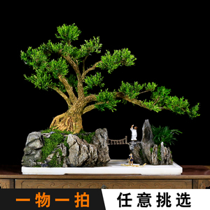 皱皮名贵黄杨盆景一物一拍造型老树桩室内大型绿植阳台庭院植物