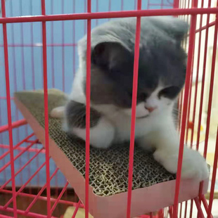 猫抓板笼子用立式猫抓柱猫笼挂式磨抓板不掉屑猫咪猫爪板