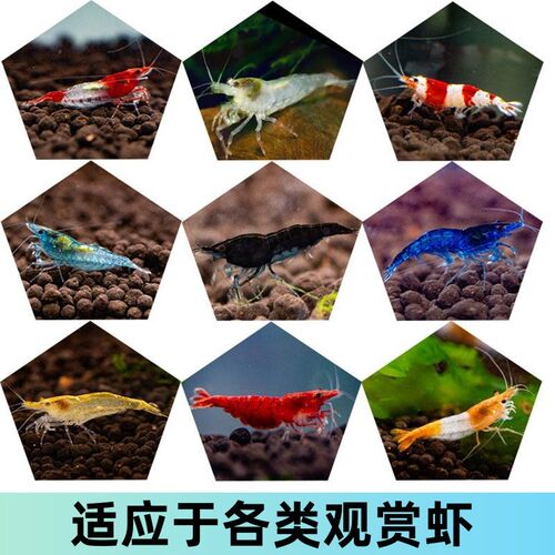 沉底观赏虾高蛋白饲料高钙鳌虾幼虾水晶虾粮锦鲤金鱼混养下沉鱼粮