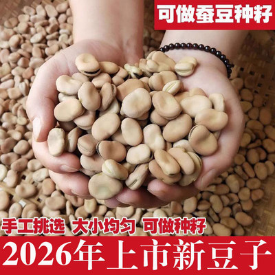 【农家原产】干蚕豆新货干豆