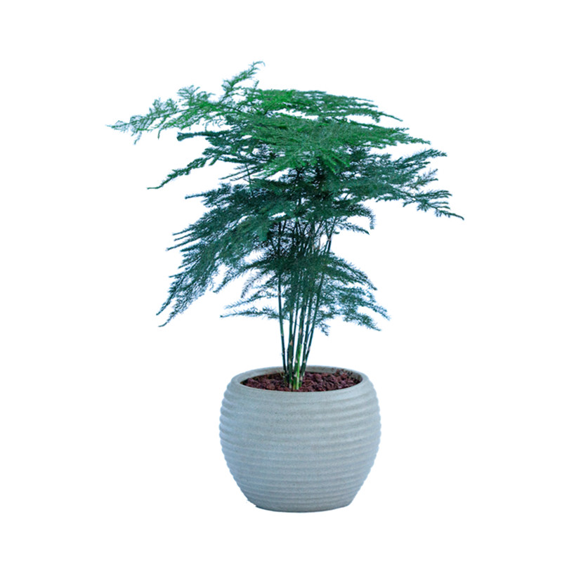 文竹盆栽云竹植物花卉室内客厅办公桌面小绿植适合懒人养的花盆景