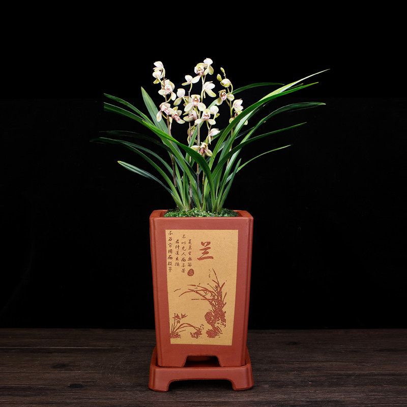 精品紫砂兰花专用盆手工桌面室内君子兰四方古典陶瓷兰草盆景花盆