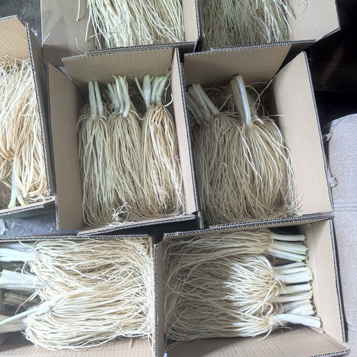 云南德宏新鲜撇菜根凉拌炖汤