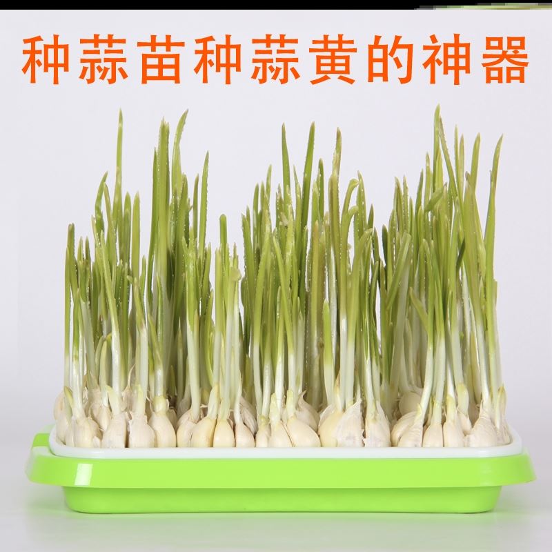 蒜苗盆栽容器大蒜种植盆神器小麦花生水培种植盘器皿学生观察芽菜