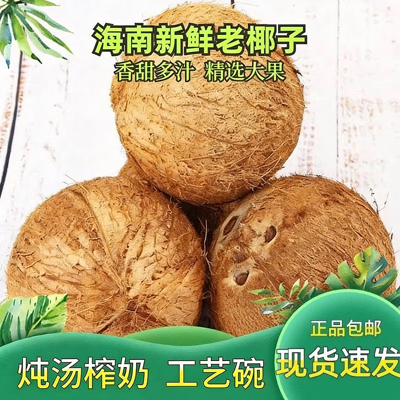 海南文昌1000-1500g毛椰子老椰子新鲜水果椰肉椰奶汁鸡煲汤清补凉