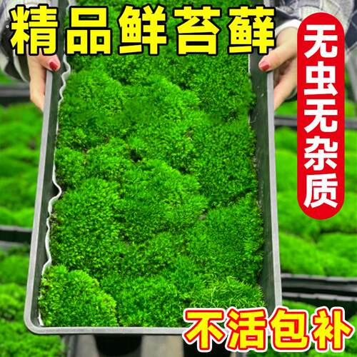 鲜活青苔藓微景观绿植盆景桌面假山造景材料永生白发短绒植物盆栽