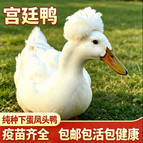 纯种宫廷凤头鸭可下蛋包活到家