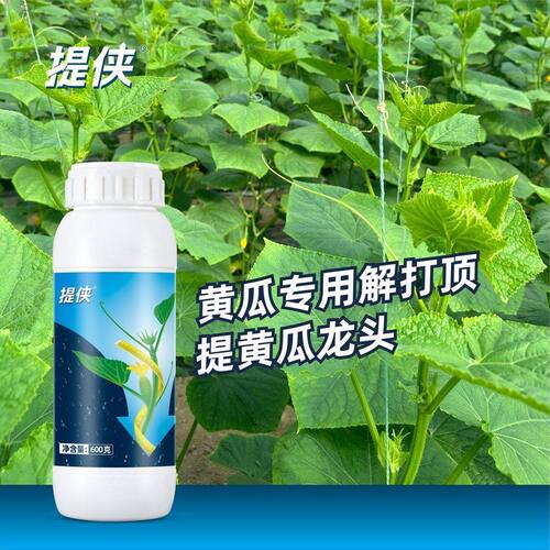 提侠黄瓜提龙头叶面肥花瓜打顶提僵苗弱苗预解药害肥害冻害