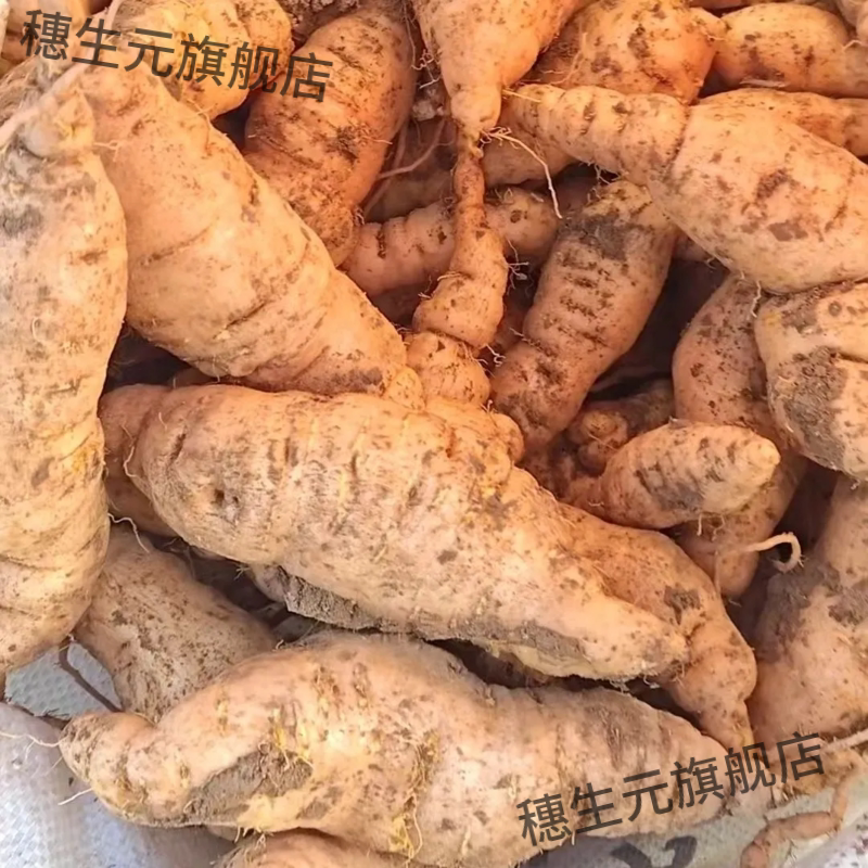鲜地黄正宗河南焦作特产四大怀药怀地黄生地黄温县农家自种地髓