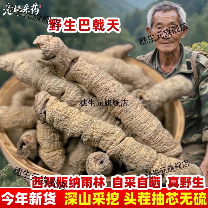 云南西双版纳巴戟天材野外