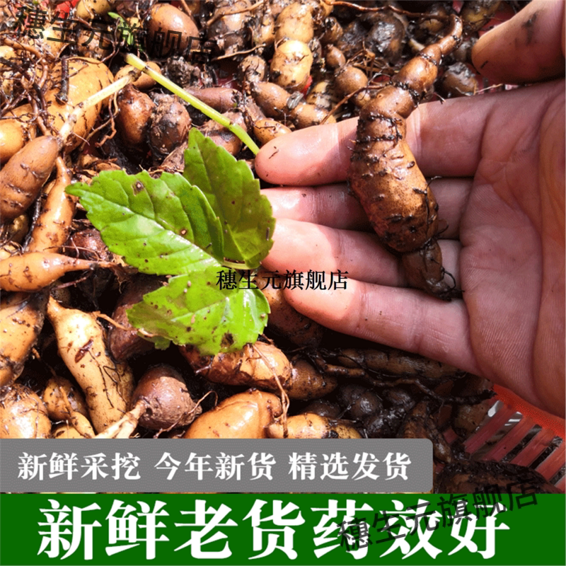 贵州三叶青新鲜干货材金丝