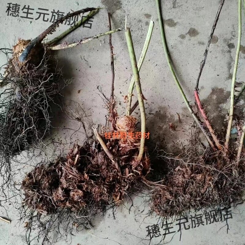 野生乌鸡头草药贯众中药材