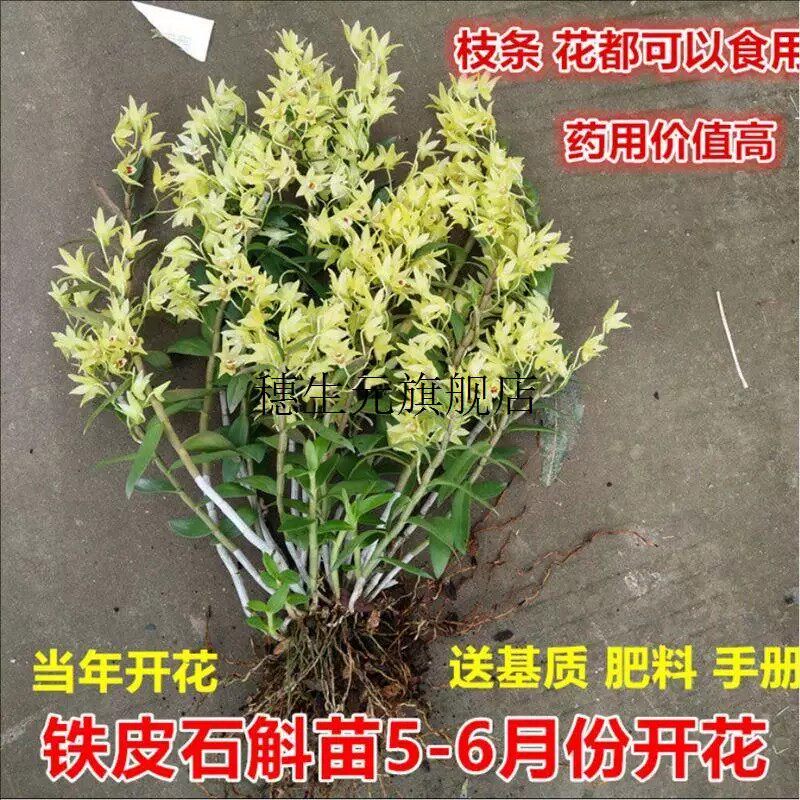 正宗霍山铁皮石斛苗3年丛