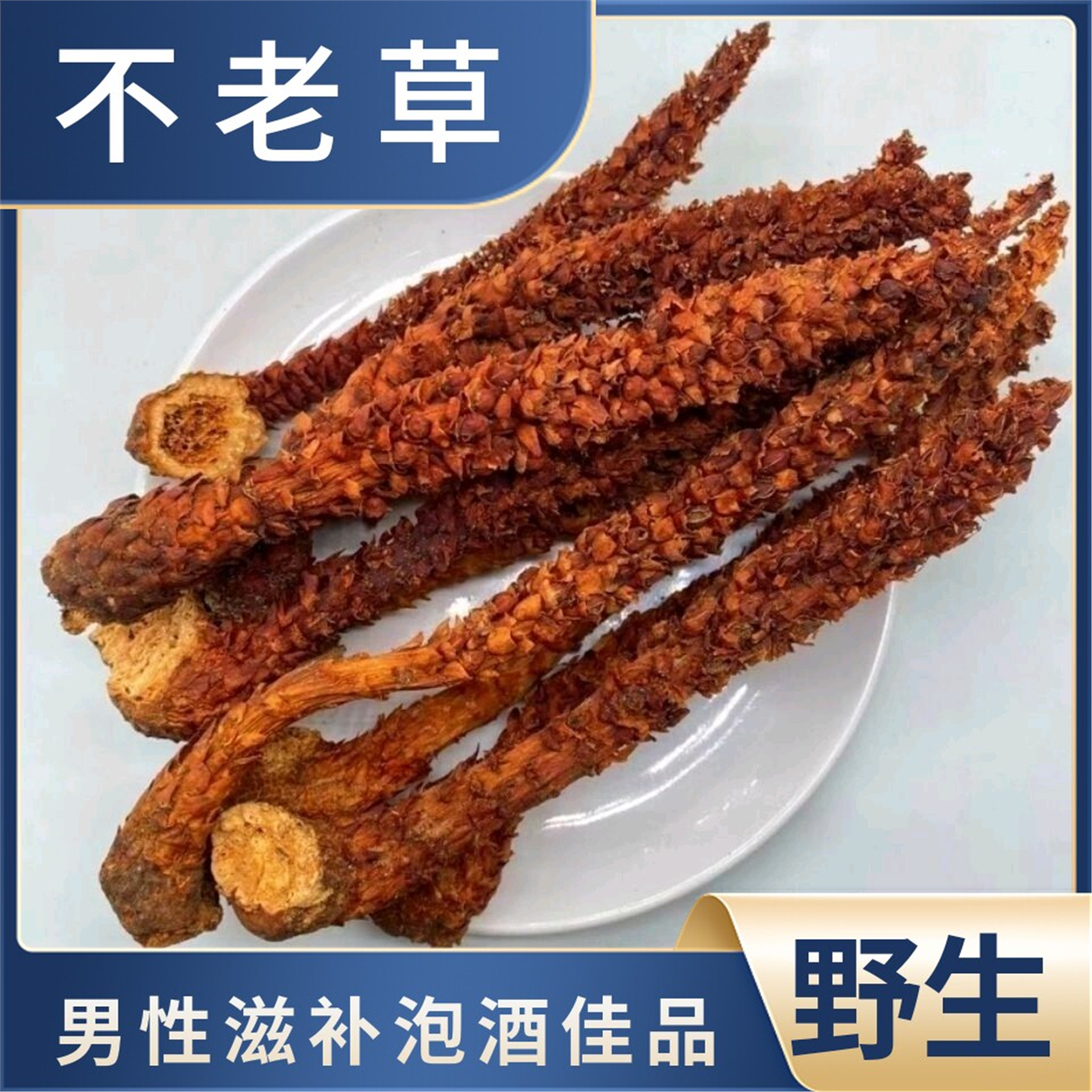 东北长白山野生不老草苁