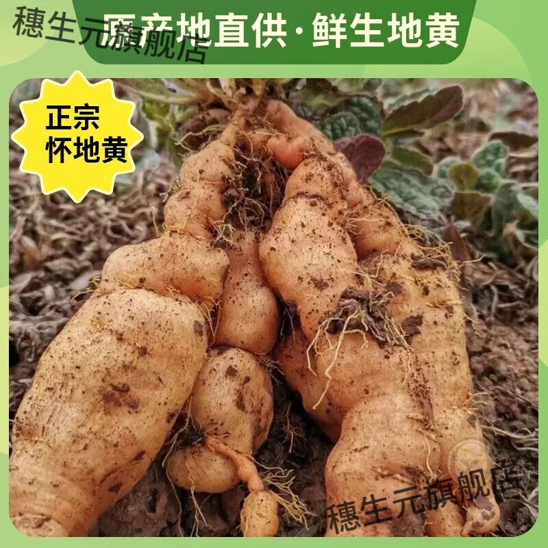 焦作怀生地黄新鲜清洗煲汤