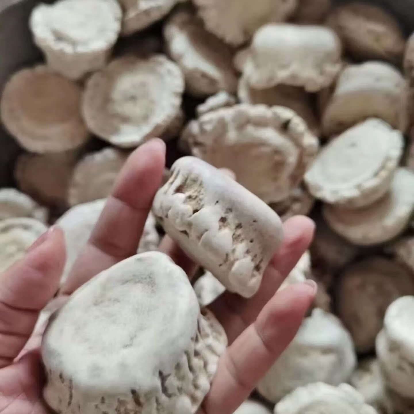 鹿角帽托盘梅花整个不打粉