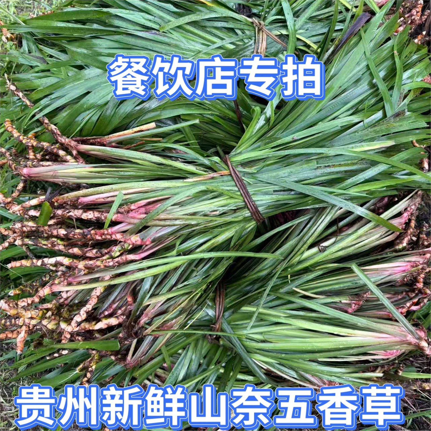 贵州新鲜五香草茴菖蒲带根