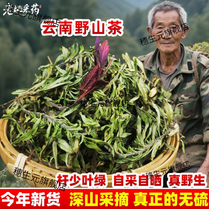 正宗云南野山茶小红河建水