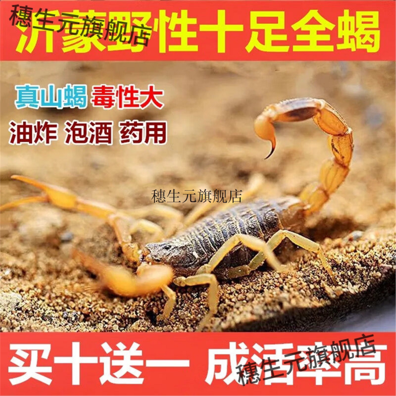 蝎子活全正宗沂蒙山野性十
